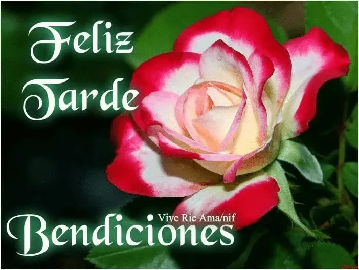 Imagenes Feliz Tarde con rosas | Imagenes de felicidad, Saludos de buenas  tardes, Mensajes de buenas tardes