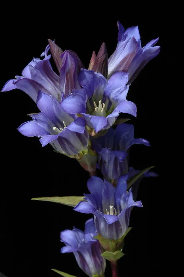 imagenes de flores animadas azules