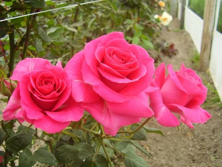 Imágenes de flores hermosas