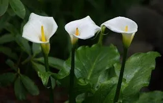 Imágenes de flores y plantas: Cala