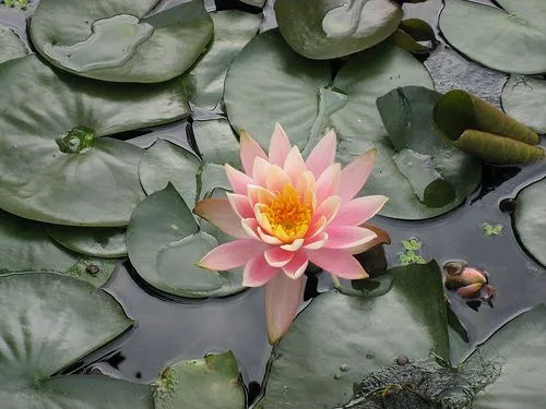 Imágenes de flores y plantas: Flor de Loto