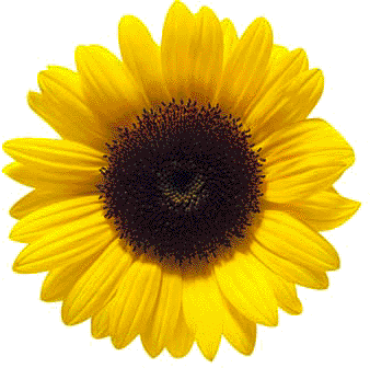 Imágenes de flores y plantas: Girasol