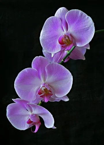 Imágenes de flores y plantas: Orquídea