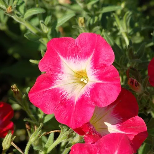 Imágenes de flores y plantas: Petunia