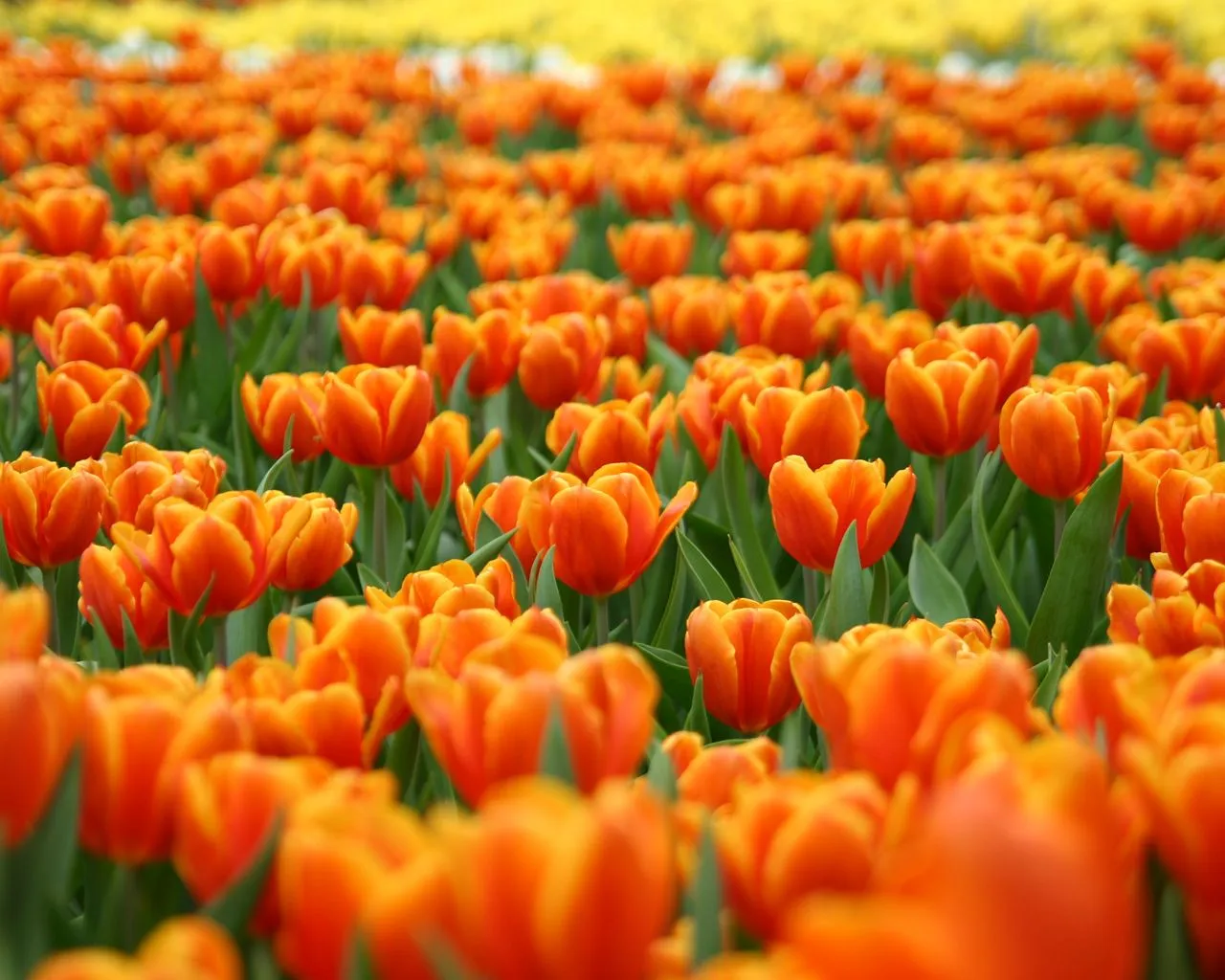 Imágenes de flores y plantas: Tulipanes