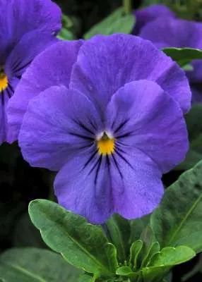 Imágenes de flores y plantas: Violeta