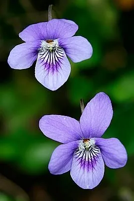 Imágenes de flores y plantas: Violeta