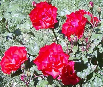 Imagenes De Flores Rosas Bonitas