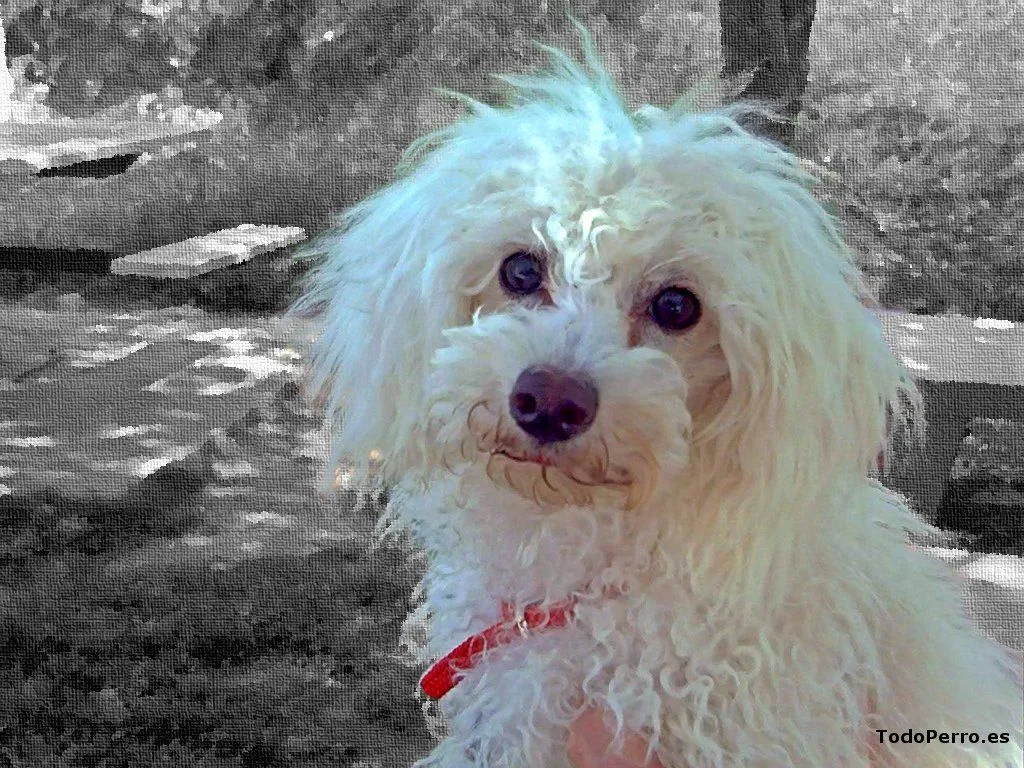 Fondo de pantalla un Caniche o Poodle 1280x768