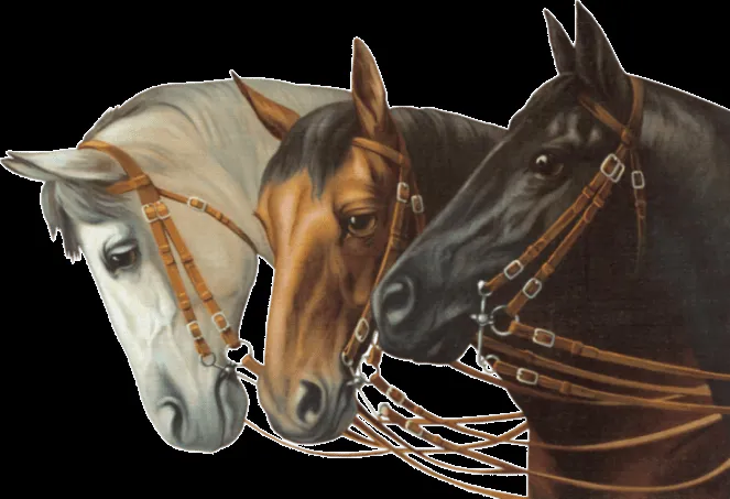 Imágenes y Fondos de Caballos | Fondos de pantalla y mucho más