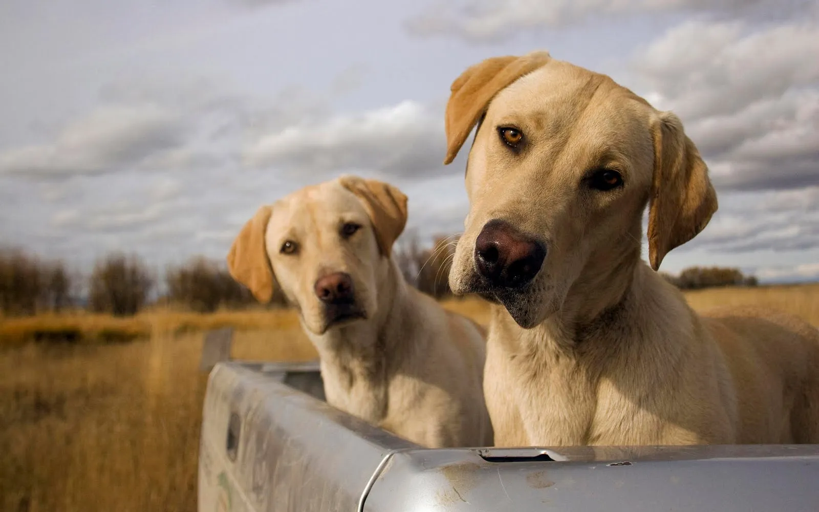 Imágenes y fotografías de perritos (25 elementos) 