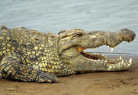 IMÁGENES Y FOTOS DE ANIMALES: Cocodrilos