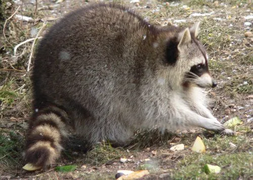 IMÁGENES Y FOTOS DE ANIMALES: Mapache