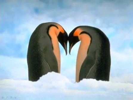 Imagenes de pinguinos animados - Imagui