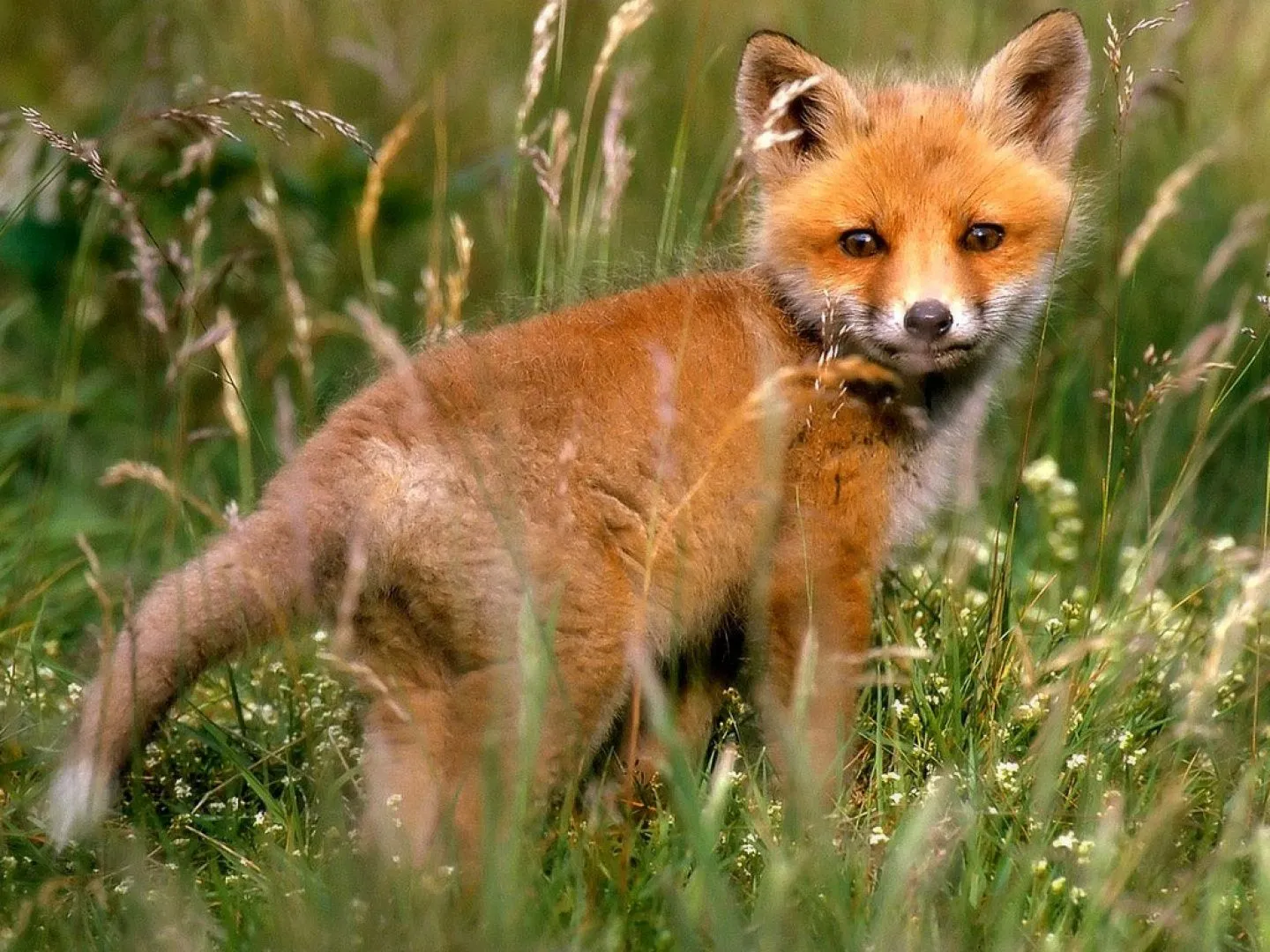 IMÁGENES Y FOTOS DE ANIMALES: Zorros