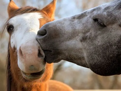 Imágenes, fotos de caballos bonitas y hermosas