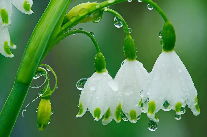 Imagenes, Fotos y Carteles para Compartir: Imágenes de Flores ...