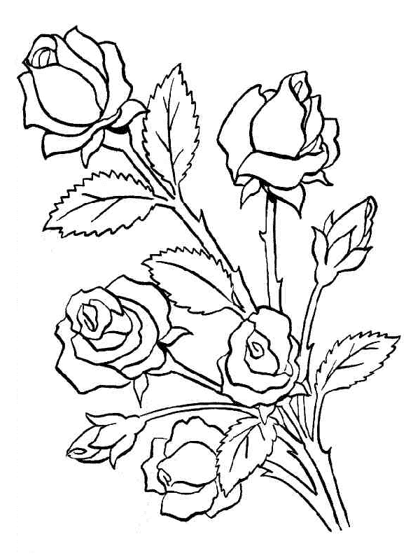 Imagenes y fotos: Dibujos de Flores para Colorear, parte 2