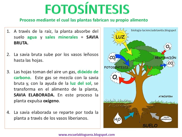 Imagen de la fotosintesis para colorear - Imagui