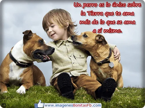 Imagenes con frases de animales para muro de facebook Imagenes ...