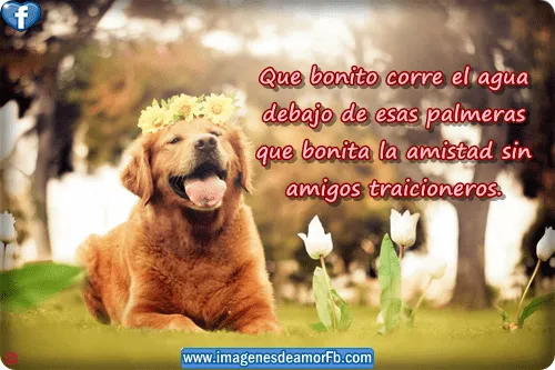 Imagenes con frases bonitas de amistad para facebook Imagenes ...