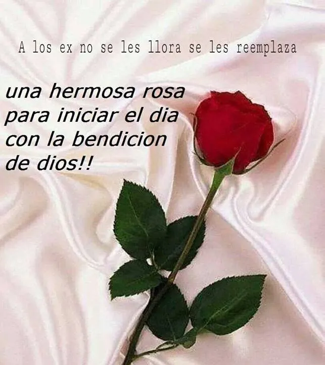 Imagenes y Frases Facebook: Una Hermosa Rosa Para Iniciar El Dia