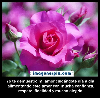 Imagenes con frases facebook | Imágenes de amor : Imágenes de rosa ...