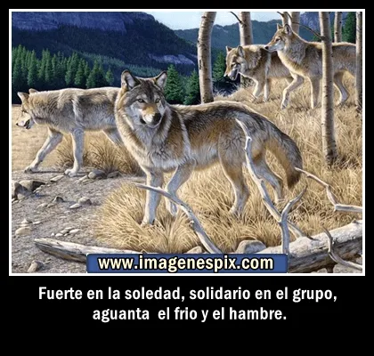 Imagenes con frases facebook | Imágenes de amor : Imágenes de lobo ...