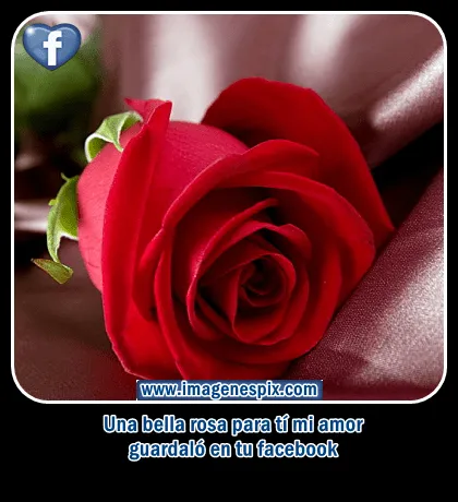 Imagenes con frases facebook | Imágenes de amor : Imágenes flores ...