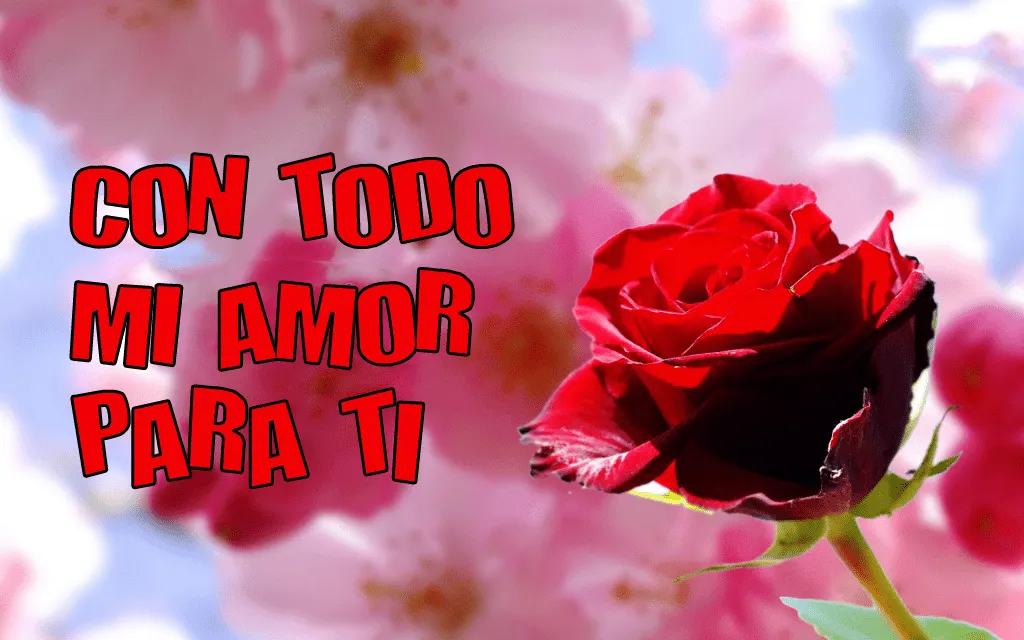 Solo Imagenes, Frases, Fotos y Carteles de Amor: Una rosa con todo ...