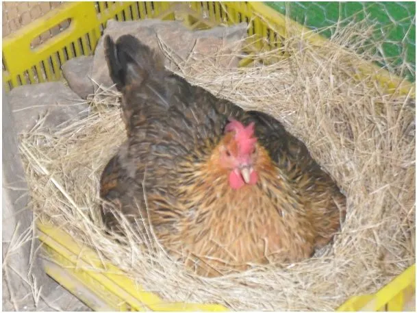 Imagenes de gallinas empollando - Imagui