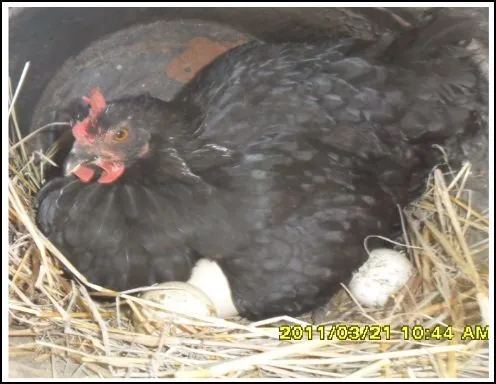 Imagenes de gallinas empollando - Imagui