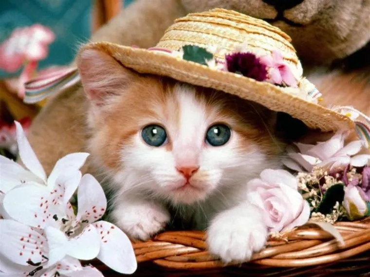 Imágenes de gatitas tristes - Imagui