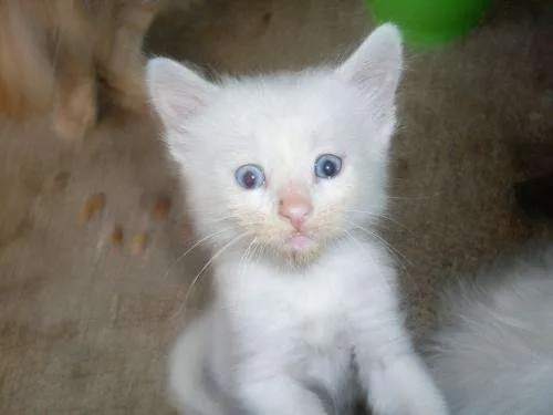 Imágenes de gatitos blancos - Imagui