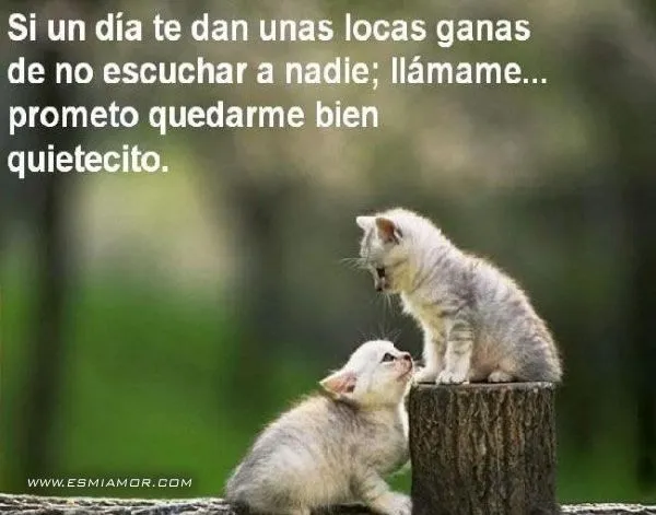 imagenes de gatitos con frases de amistad imagen tierna con frase ...