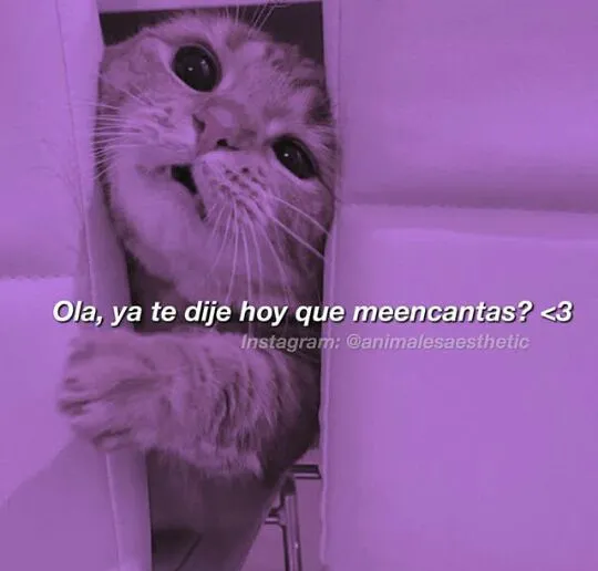 ♡• IMÁGENES DE GATITOS CON FRASES BONITAS •♡ - 2 - Wattpad