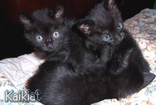 Fotos de GATITOS NEGROS PARA ADOPCION - Cundinamarca - Animales ...