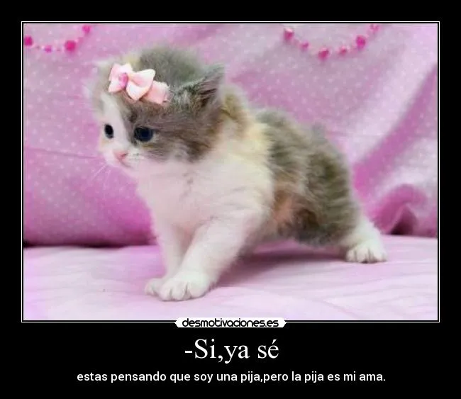 Imágenes de gatitos tiernos y bellos para whatsapp ~ Imagenes con ...