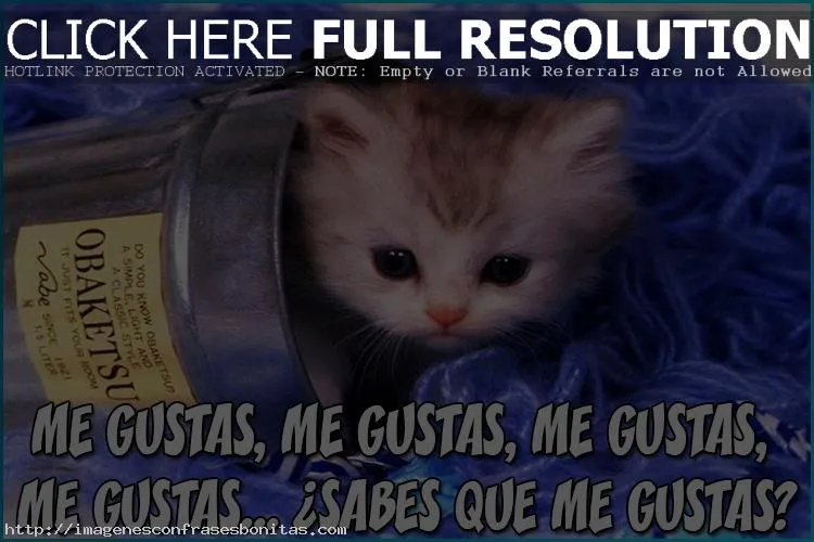 imagenes-gatitos-tiernos-enamorados-con-frases-de-amor-bonitas-chistosas-lindas-20  | Imágenes Bonitas Gratis