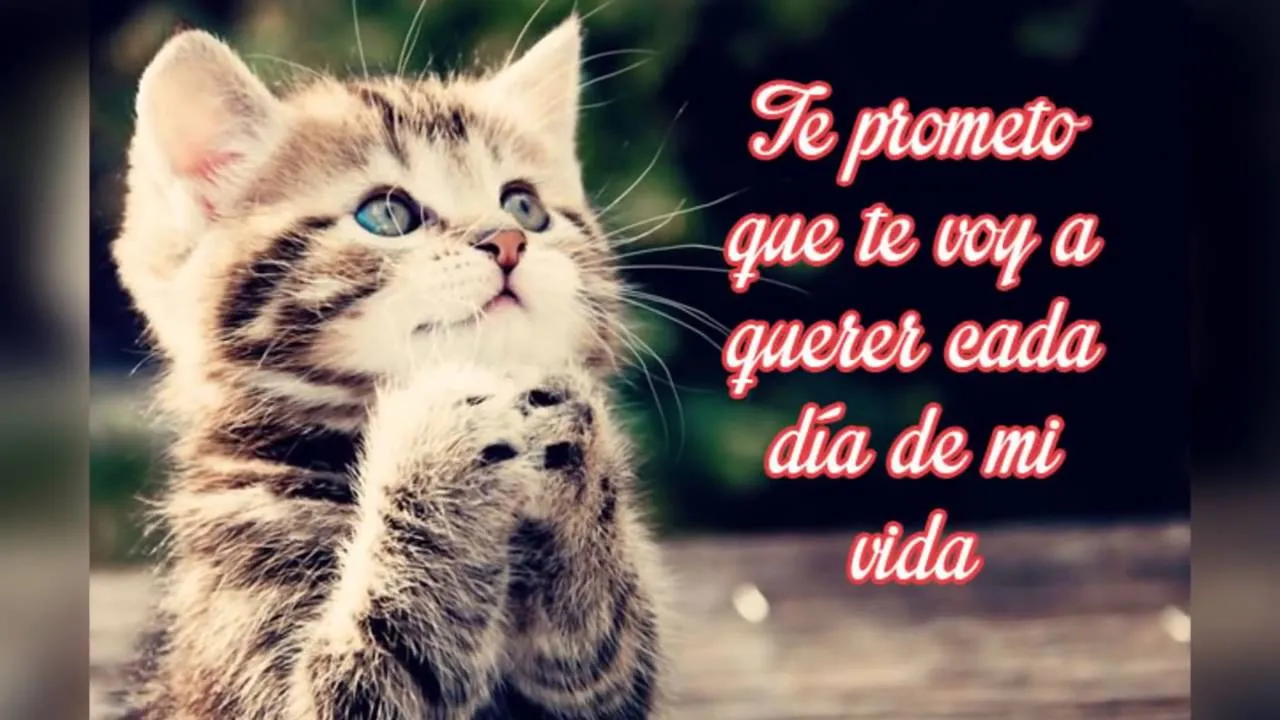 Imágenes De Gatitos Tiernos Con Frases De Amor Para Dedicar a Mi Pareja