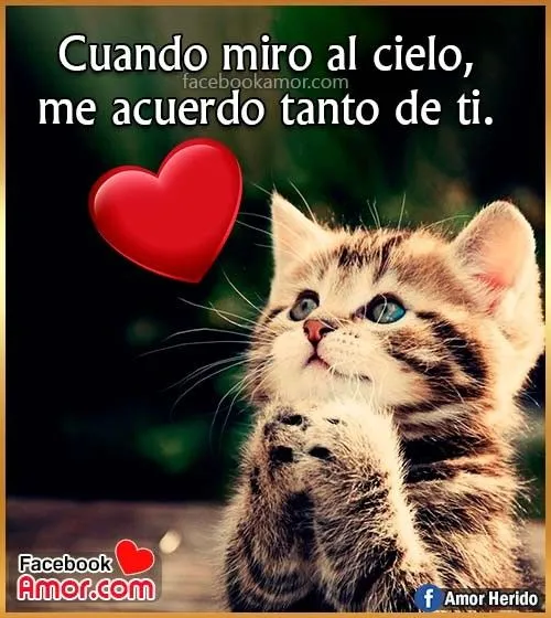 Imágenes de Gatos con frases de Amor