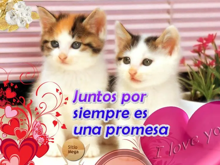 Imágenes de gatos con frases de amor – sitiomega.com