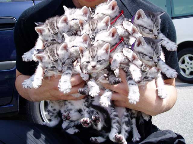 Imagenes de gatos graciosos con pistolas