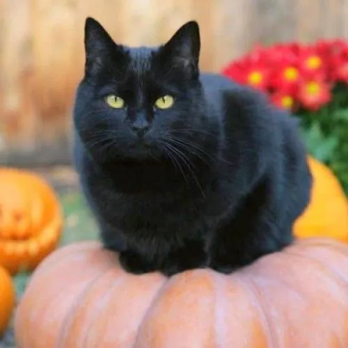 Imágenes de gatos negros de Halloween | Imagenes Tiernas ...