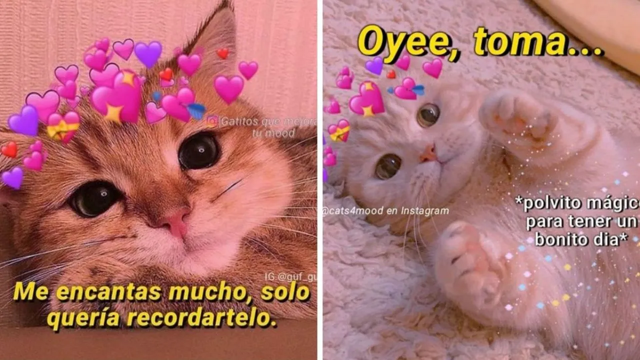 6 imágenes de gatos tiernos con frases bonitas para compartir | Petlife