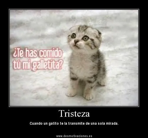 imagenes de gatos tristes triste gatito triste imagen de gato ...