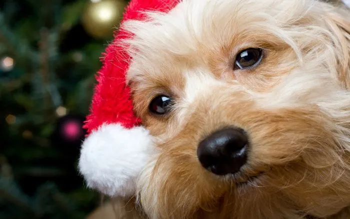 Imágenes GIF de perros en Navidad