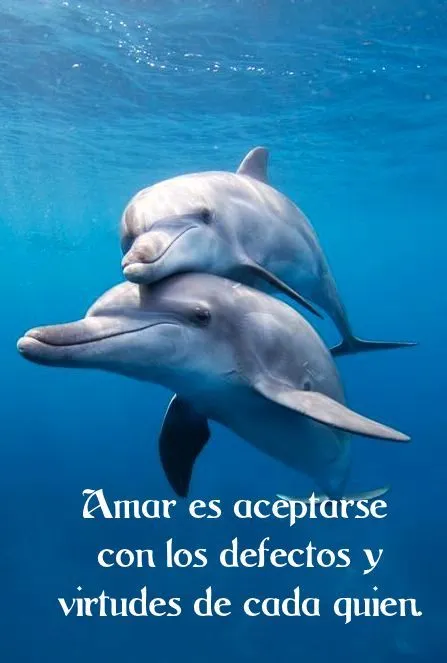 IMÁGENES, GIFS Y GLITTERS: IMÁGENES DE DELFINES CON FRASES DE AMOR