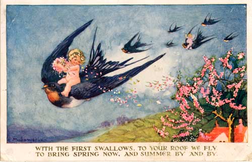 Mi querida Mielina: La pequeña golondrina.