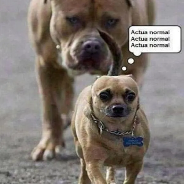 Imagenes Graciosas De Animales En Facebook - Mundo Imagenes Frases ...